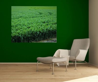 שדות של חיטה 0419 -84