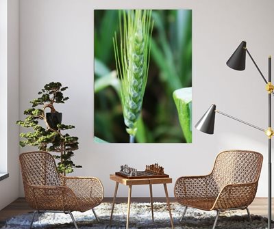 חיטה בשדה 0535 -84