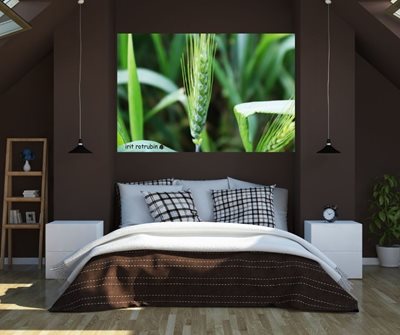 חיטה בשדה 0535 -84