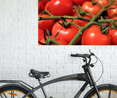 עגבנייה אופנים 0457 -32