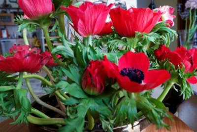 כלניות אדומות בקערה 8284 - 59 ב