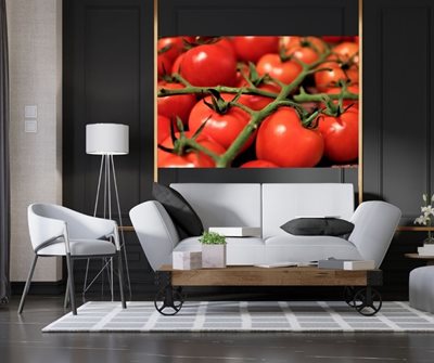 עגבניות בסלון 0457 -32