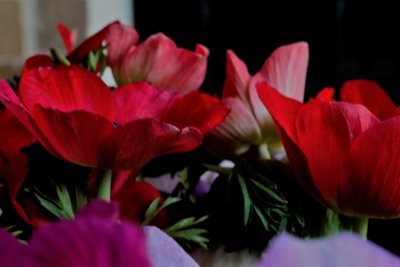 זר כלניות 8114 - 59