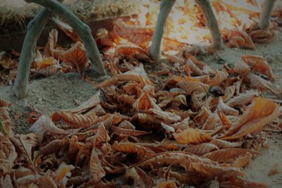 עלי שלכת 3002 -96