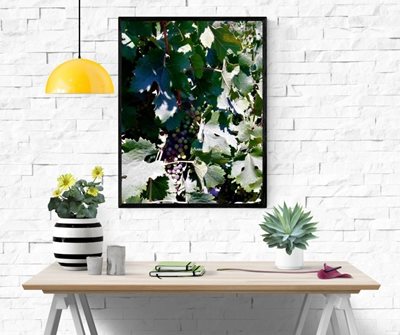 אשכול ענבים 9494 -63