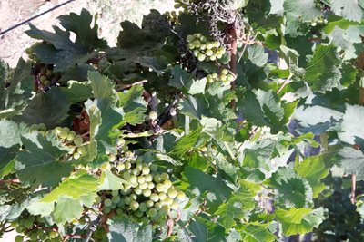 אשכולות ענבים 9482 -63