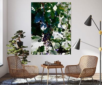 אשכול ענבים 9494 -63