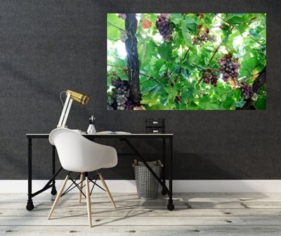 אשכול ענבים 9494 -63