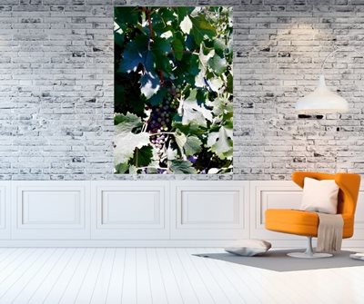 אשכול ענבים 9494 -63