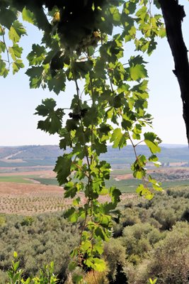 נוף עמק האלה 9456 -63