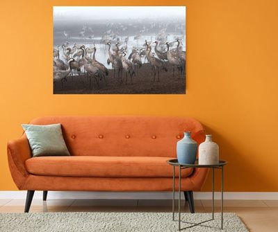 קבוצת עגורים משכימה קום 5634 -80