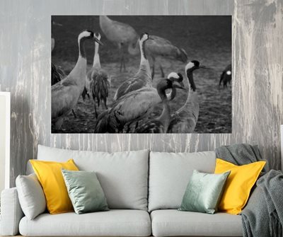 קבצת עגורים שחור לבן 5549 -80