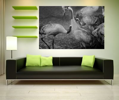 שני עגורים מסתודדים 5551 -80