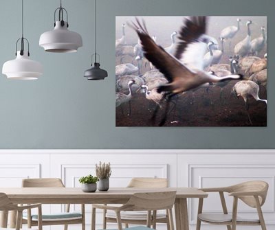 עגור פורש כנפיים 5572 -80