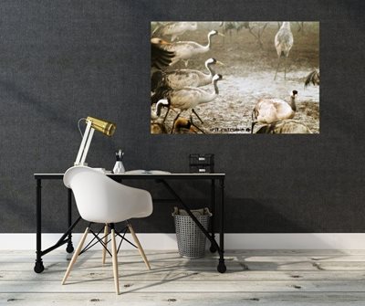 שלישיית עגורים צועדים 5560 -80