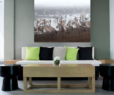 קבוצת עגורים משכימה קום 5634 -80