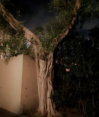 עץ פורס ידיים 0028 - 11