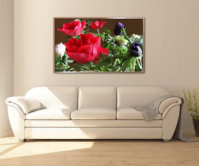 כלניות אדומות בגינה 7353 - 60