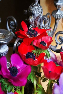 כלניות אדמות עם פמוט 8167 - 68