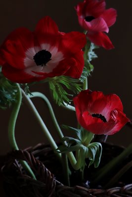 כלניות אסימטריות 0900 -105