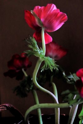 כלנית אסימטרית 0884 -105 גוון neo