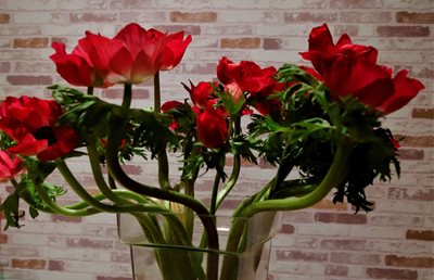 זר כלניות אסימטריות 105-0751