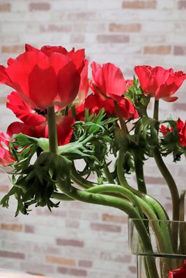 זר כלניות אסימטרי 105-0761