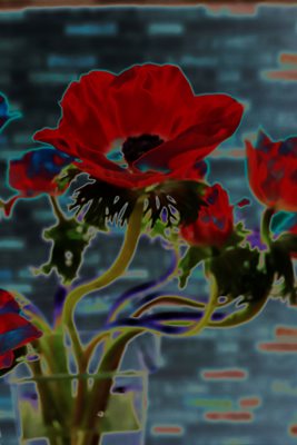 כלניות אסימטרי דמוי ציור 105-0784