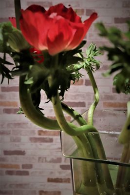 כלניות אסימטרי 105-0784