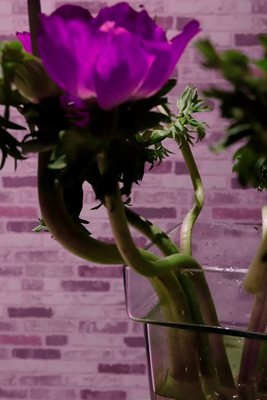 פרח סגול אסימטרי