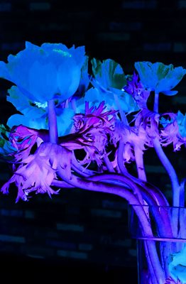 קולאז' פרח בסגול כחול