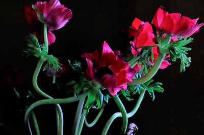 זר כלניות אסימטריות 105-0886