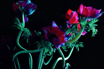 זר כלניות אסימטריות 0886 -105