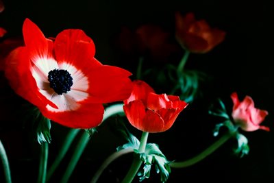 כלניות אסימטריות 0880- 105