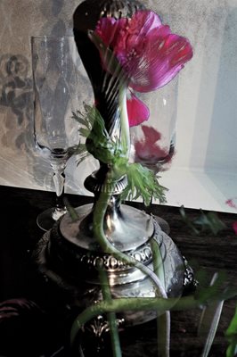 קולאז' כלנית אסימטרית ופמוט 0094- 00