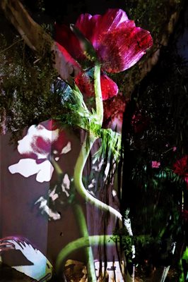 קולאז' כלנית אסימטרית צבעונית ועץ 00-0095