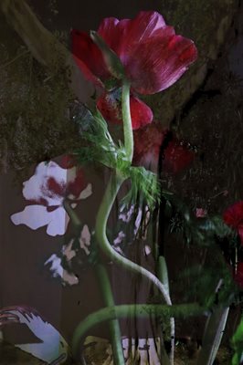 קולאז' כלנית אסימטרית באדום ועץ 00-0095