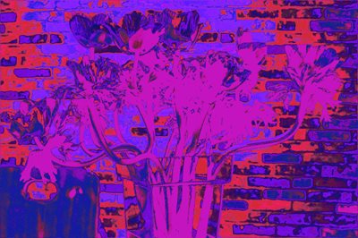 קולאז' כלניות בגוון כחול סגול