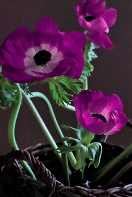 כלניות בסגול אסימטרי