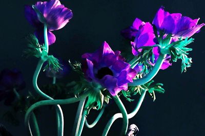 פרחים בסגול אסימטרי