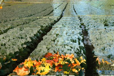 קולאז' שדה כרוביות ועלים בשלכת 00-0097