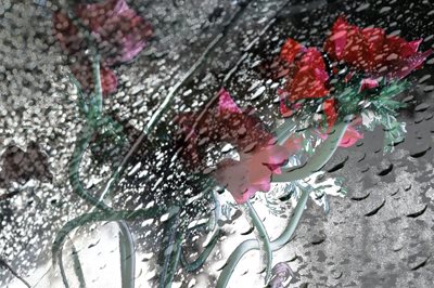 קולאז' כלניות וטיפות גשם באפור 00-0067