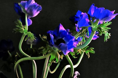 כלניות אסימטרי בכחול 0886- 105