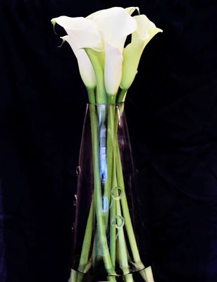 קאלה בלבן גבוהה בגוון קרם 9222 -74 א'