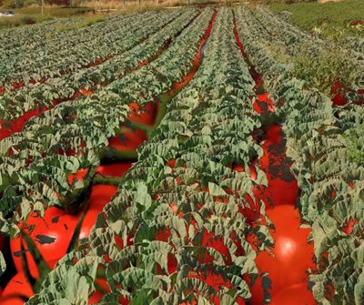 קולאז' עגבניות ושדות של כרוביות 00-0096