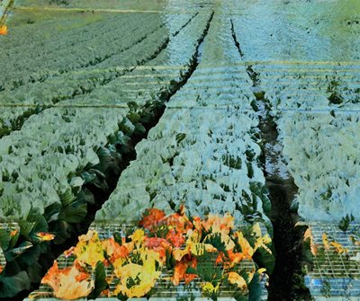 קולאז' שדות של כרוביות ועלים 00-0097