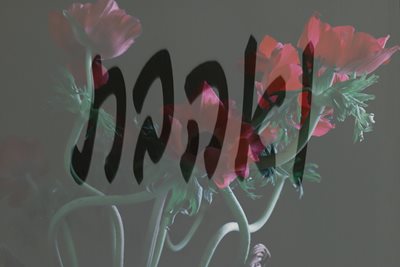 ואהבת עם כלניות אסימטרי 117 -00