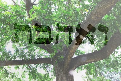 ואהבת עם צמרת עץ 121- 00