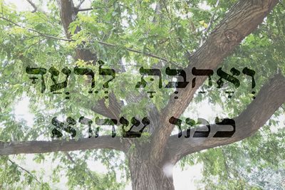 ואהבת לרעך כמו שהוא עם צמרת עץ 124 -00