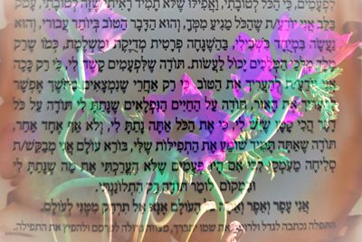 תפילת תודה וכלניות אסימטריות 00-116